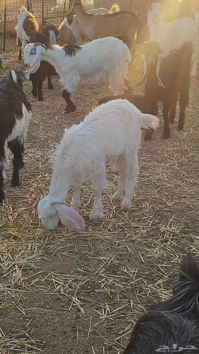 عدد 2 جفراات اعمارهن 5 شهور الا 6 شهور طيبات 4