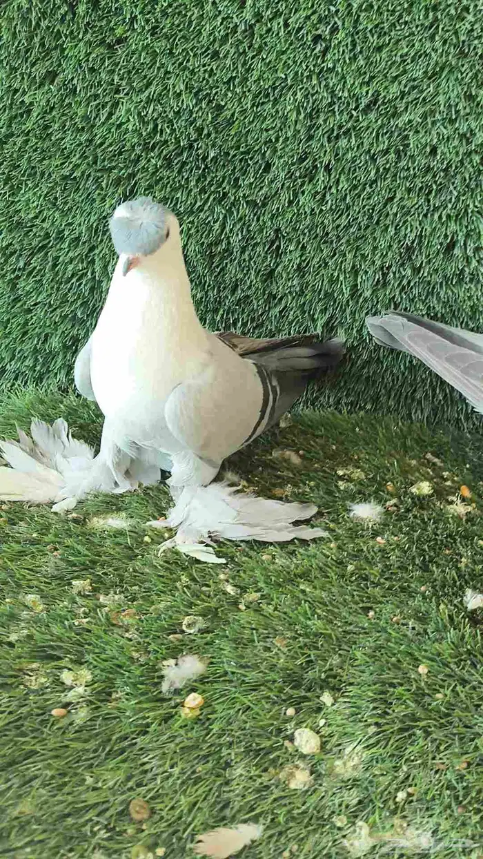 للبيع الموقع الرياض حمام شامي 3