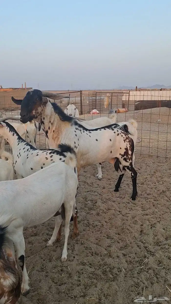 معزاء بيشيات صنف الصنف 11