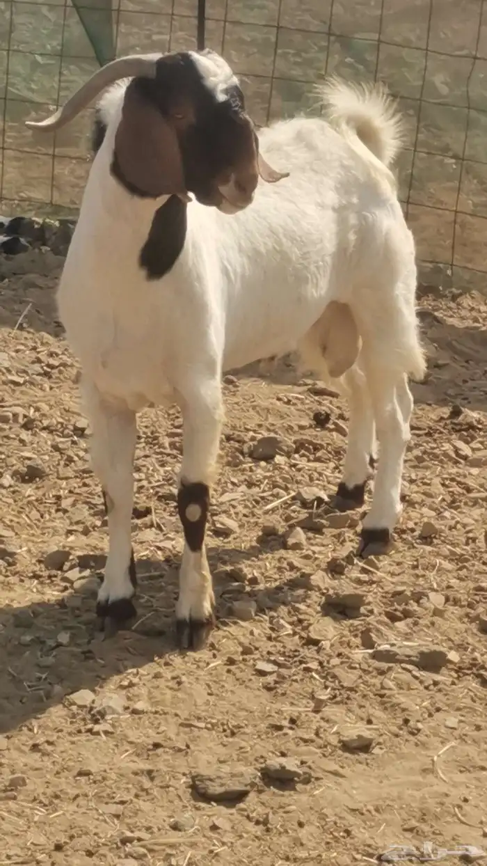 تيوس للبيع فحول 4