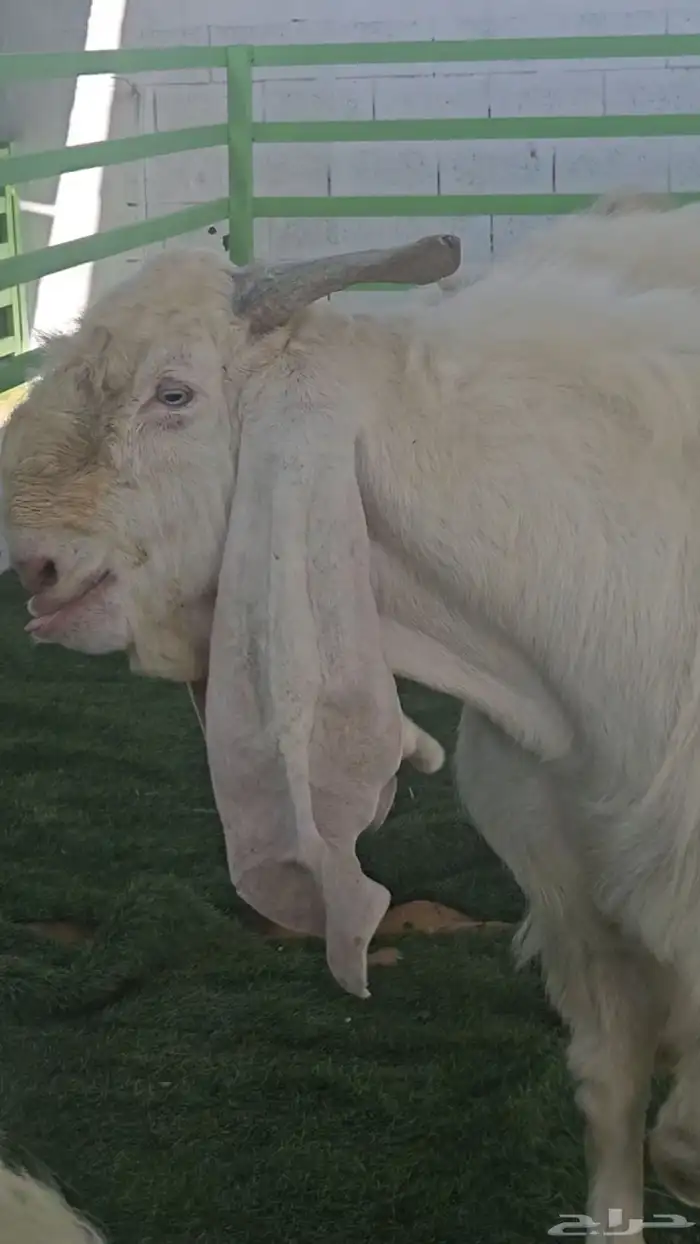 3 معزا بيض مشاريك مقاني مقرعات والله يعلم ما في الارحام 3