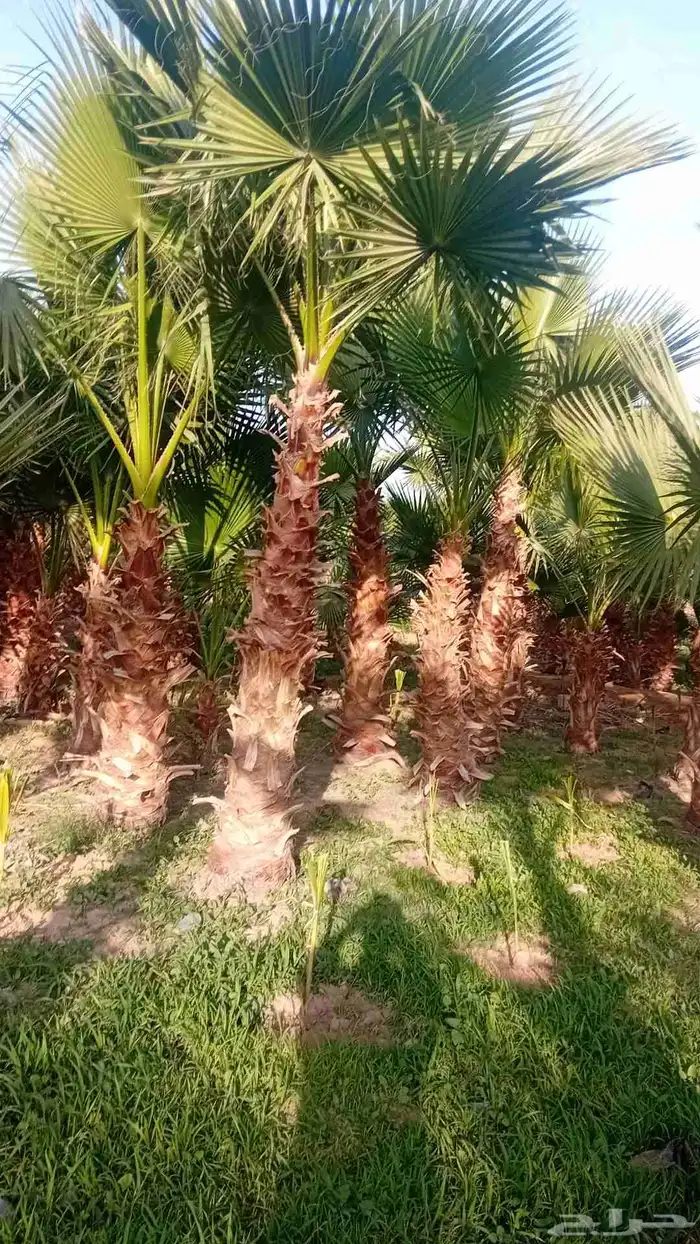 نخل واشنطنيا زينه 1