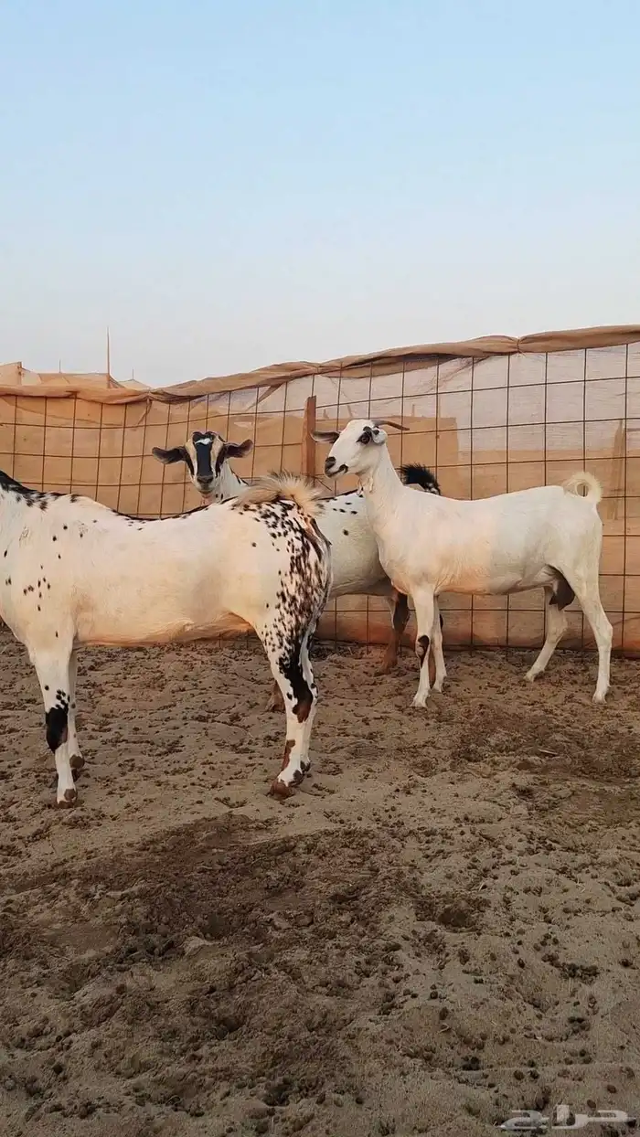 معزاء بيشيات صنف الصنف 4