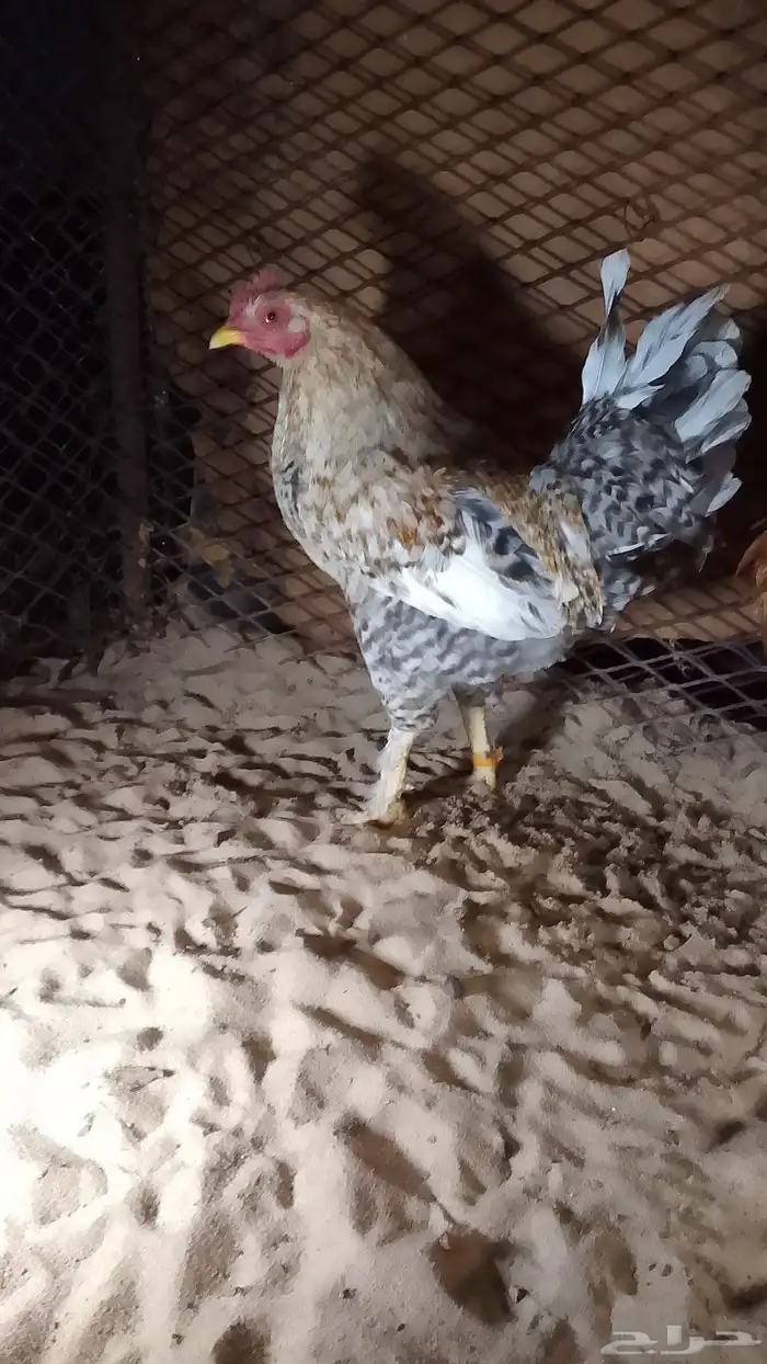 للبيع ديوك العداد 5 0