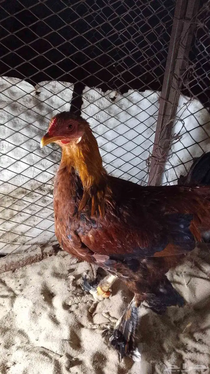 للبيع ديوك العداد 5 4