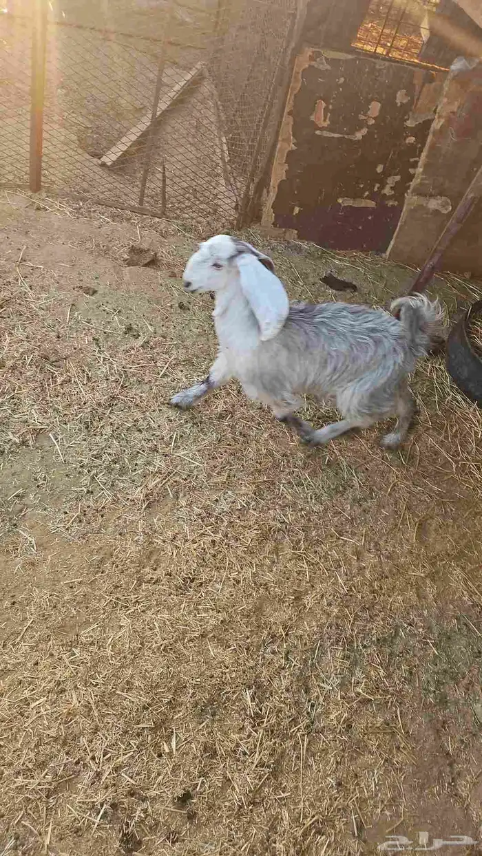 عدد 2 جفراات اعمارهن 5 شهور الا 6 شهور طيبات 3