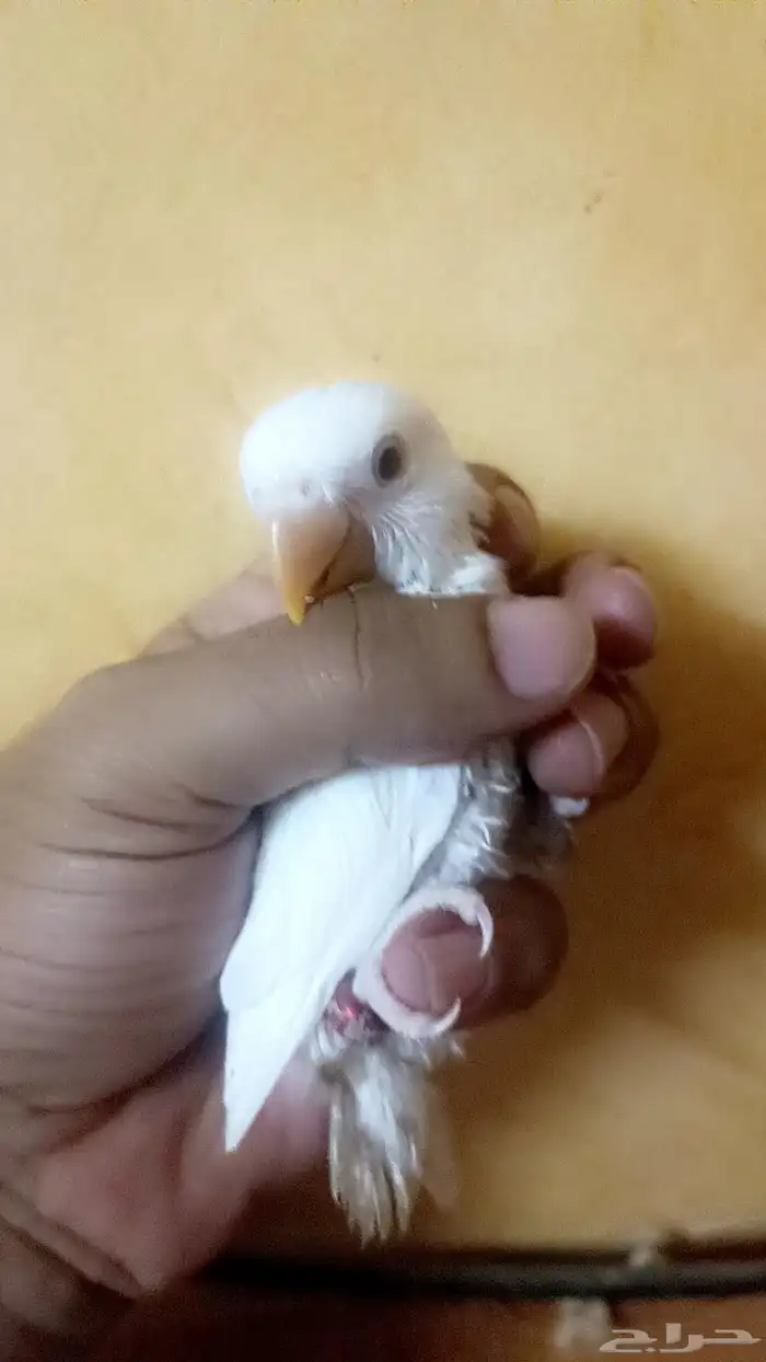 فرخ روز ( البينو ) 5