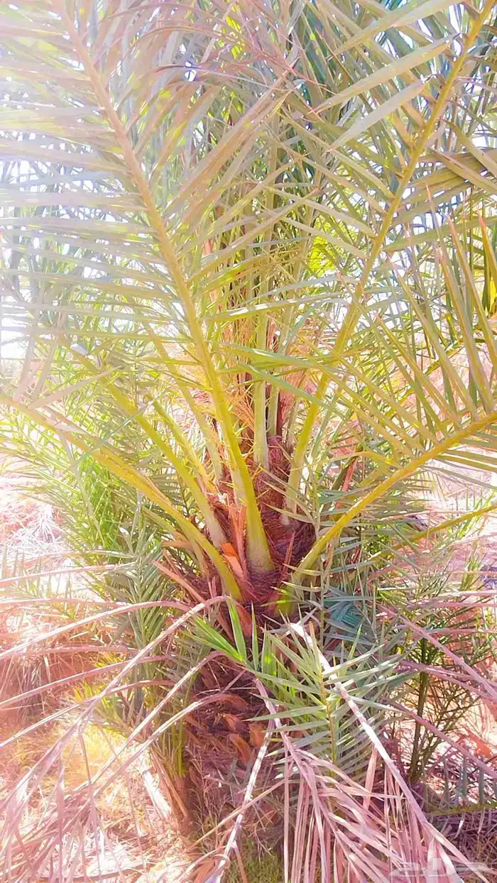 نخل القصيم نخل للبيع جثايث سكري ونانه سكري حمراء برحي 0