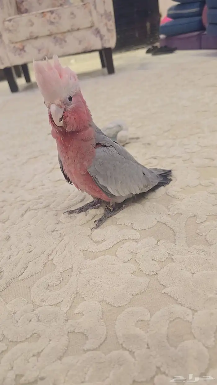 كوكاتو قالا اليف 1