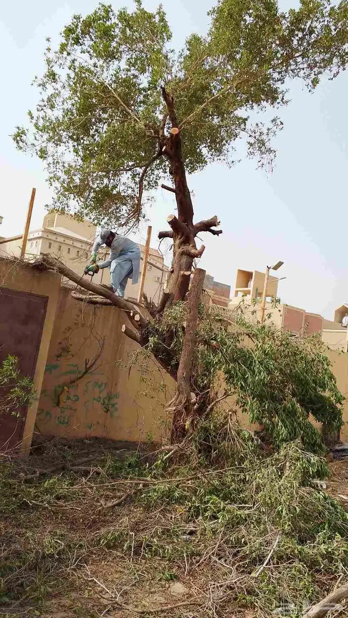 نحل قليلا نظيف.شجرت.قوس 8