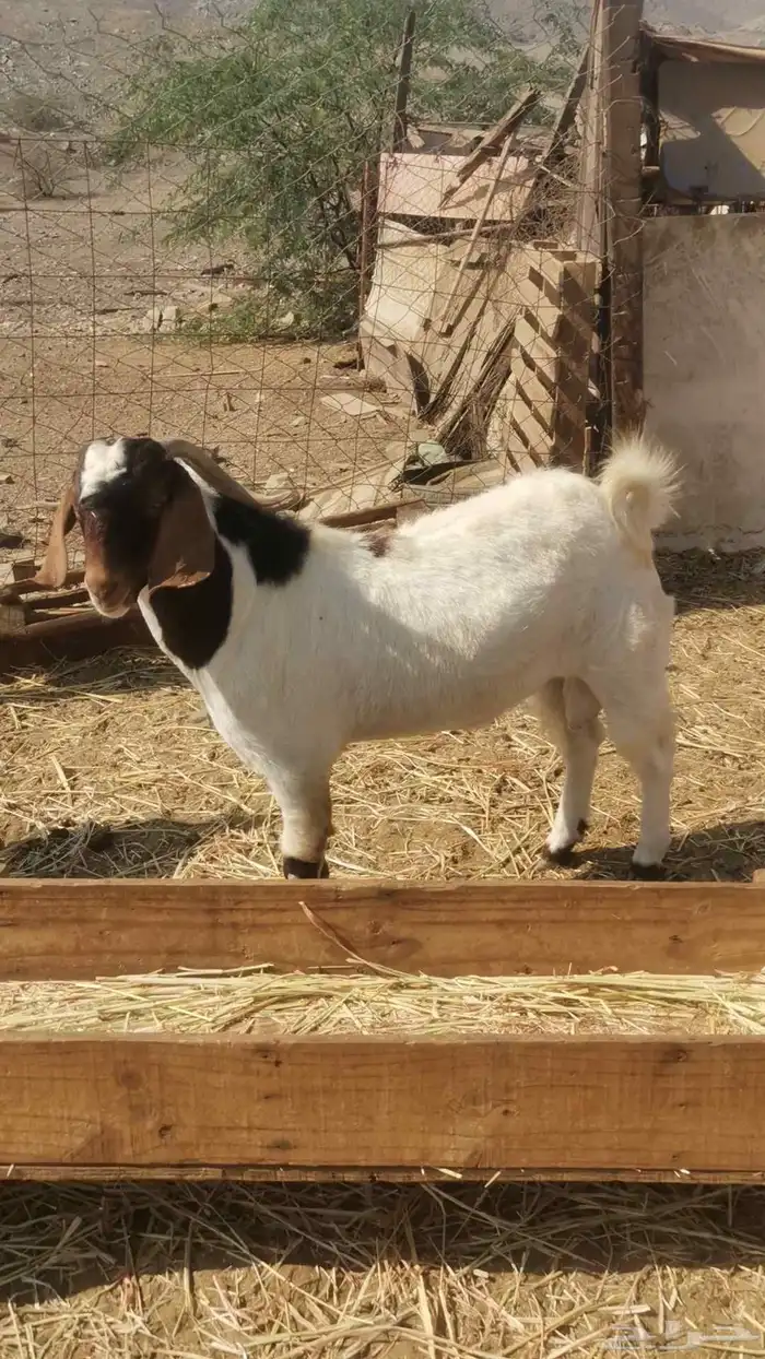 تيوس للبيع فحول 2