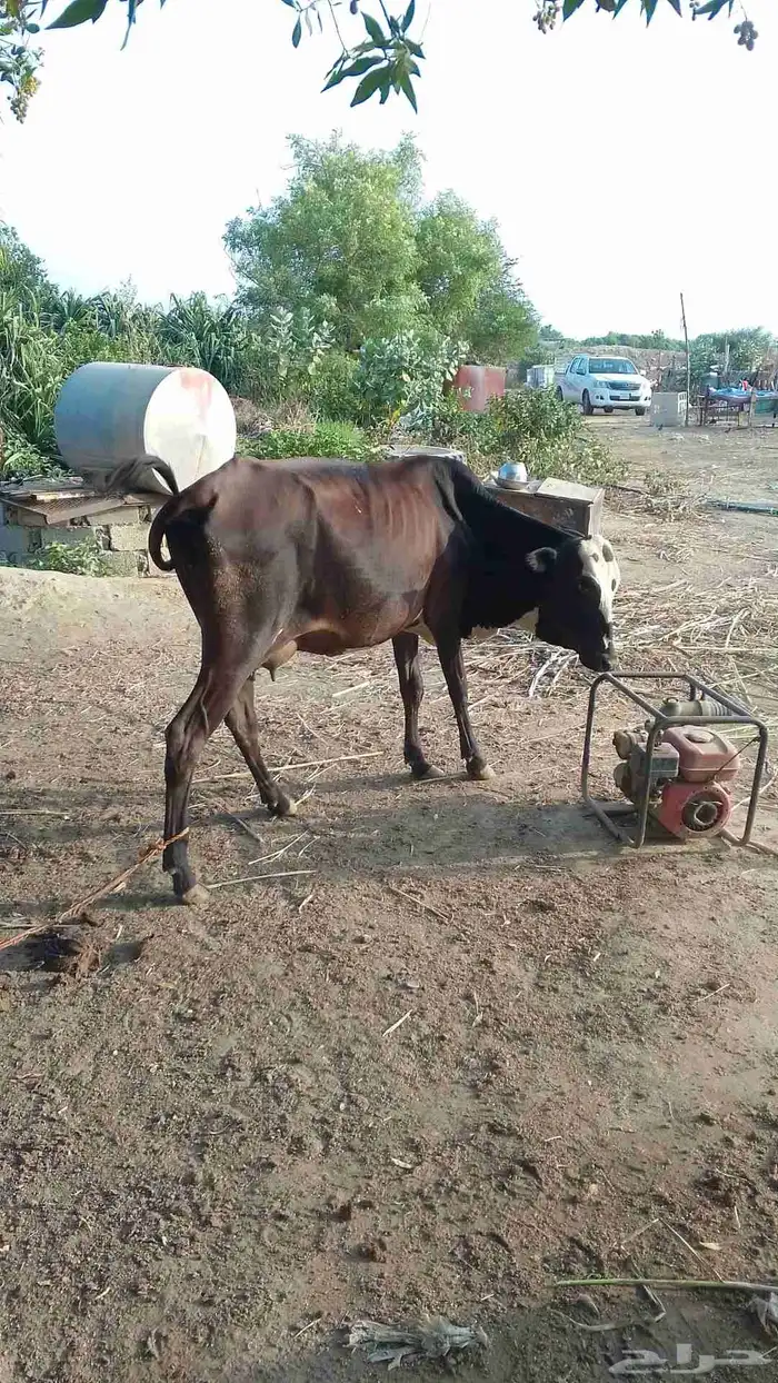 ضمد الشقيري 2