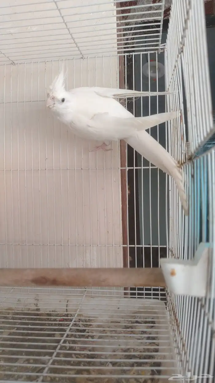 زوج كروان البينو عيون حمر بفروخه 3