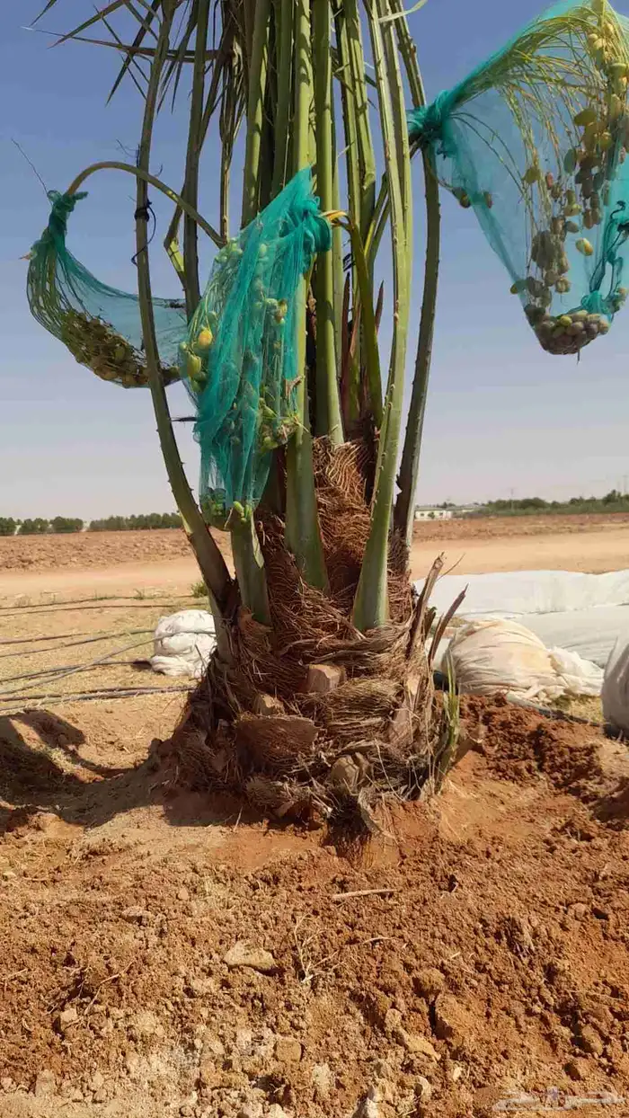 نخل مثمر نقايل جثايث فسائل اخلاص مجدول صقعي روثان واشنطني 3