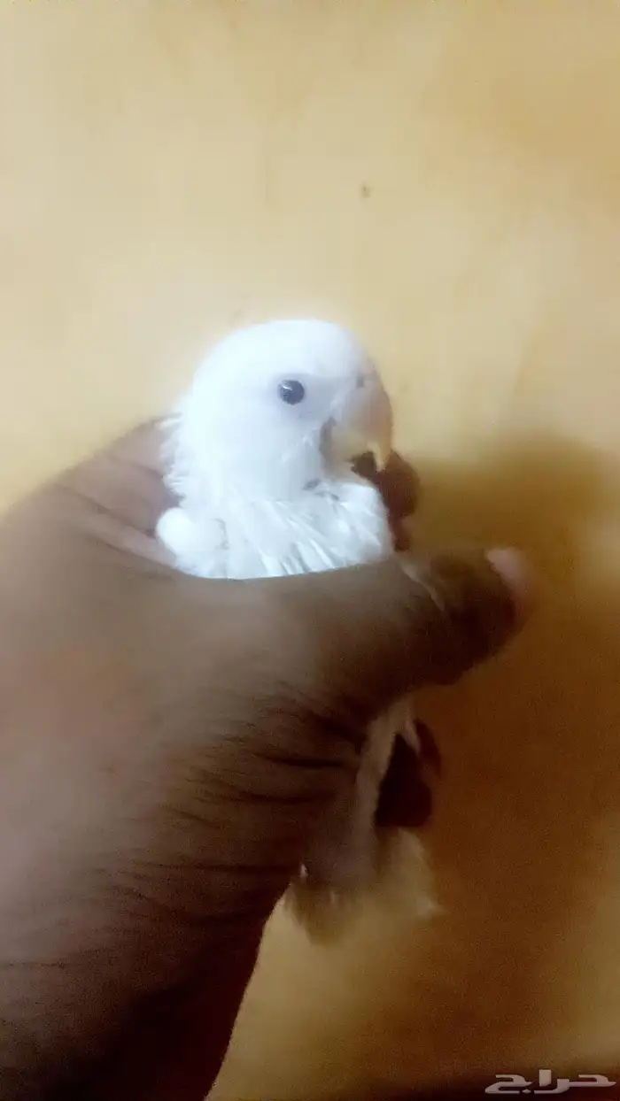 فرخ روز ( البينو ) 0