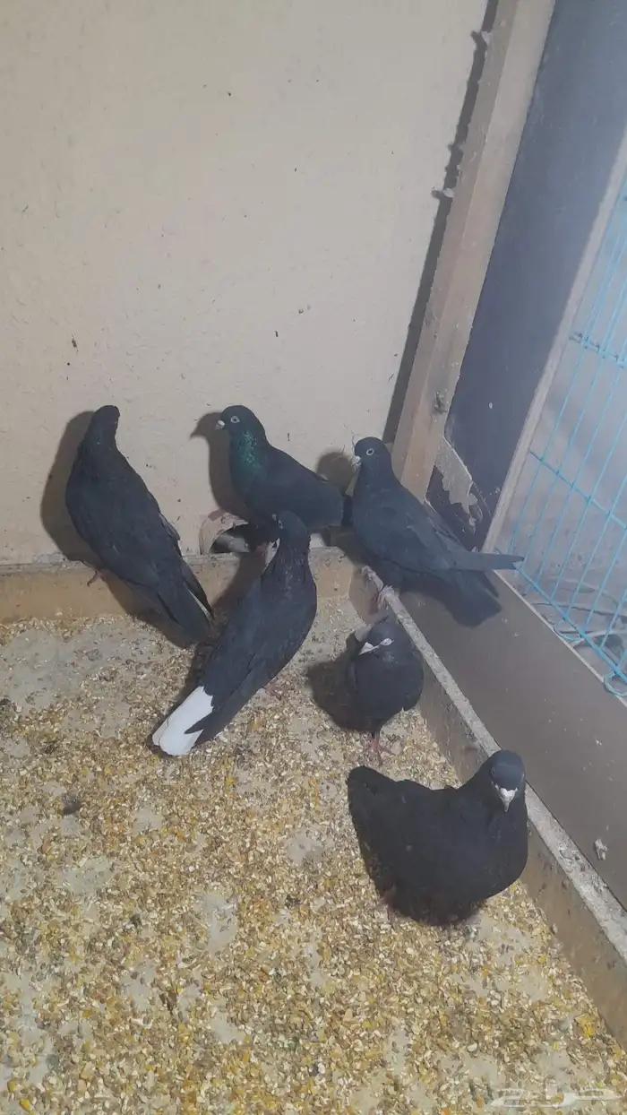 قطايف قلاب 1