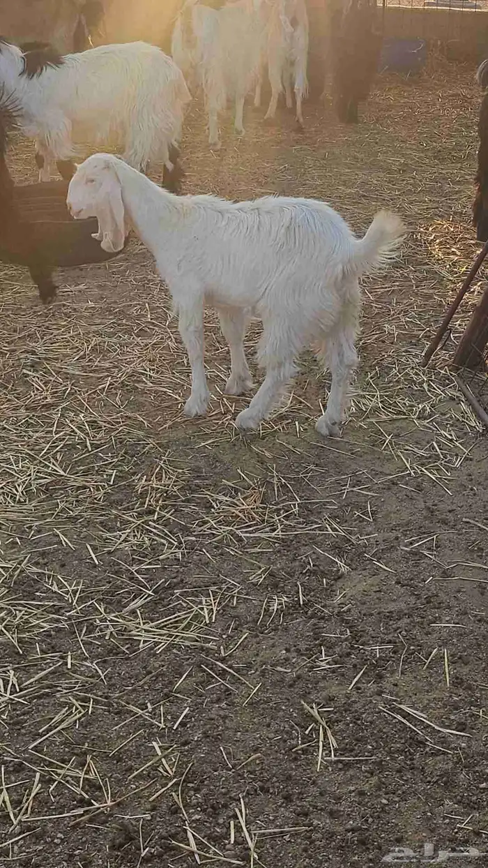 عدد 2 جفراات اعمارهن 5 شهور الا 6 شهور طيبات 2