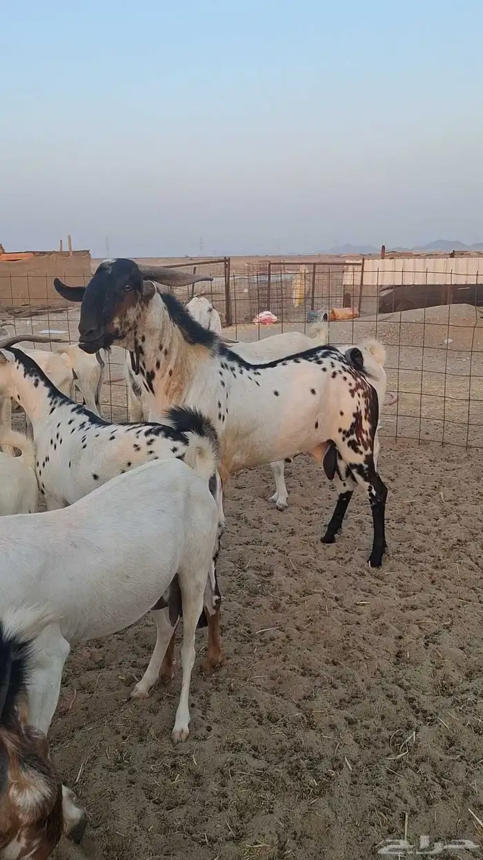 معزاء بيشيات صنف الصنف 10