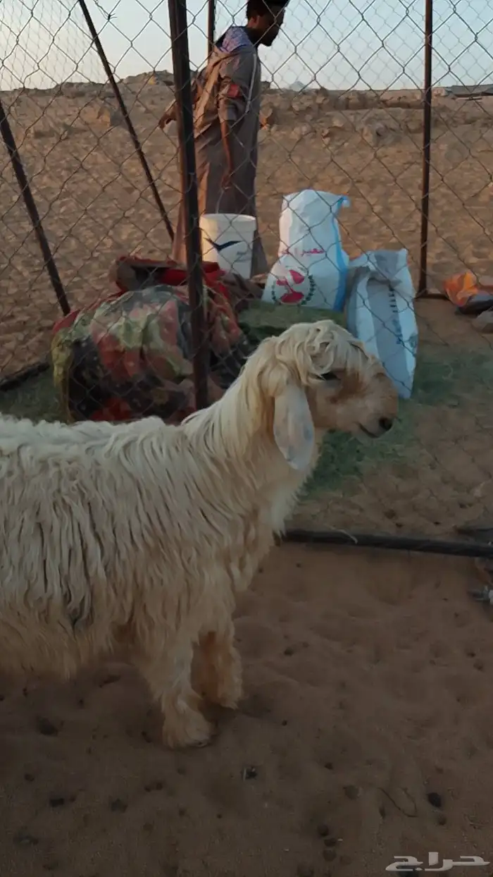 خروف نجدي عيسي ابيض للبيع عرض وجبر وفقره وزين الموقع تيماء 1