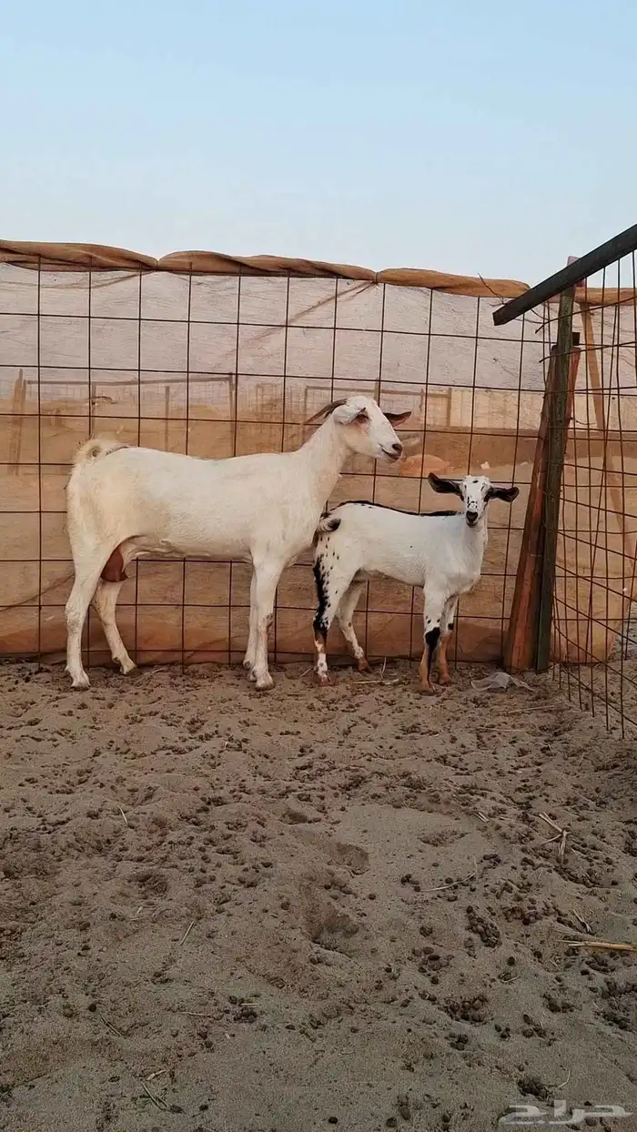 معزاء بيشيات صنف الصنف 9