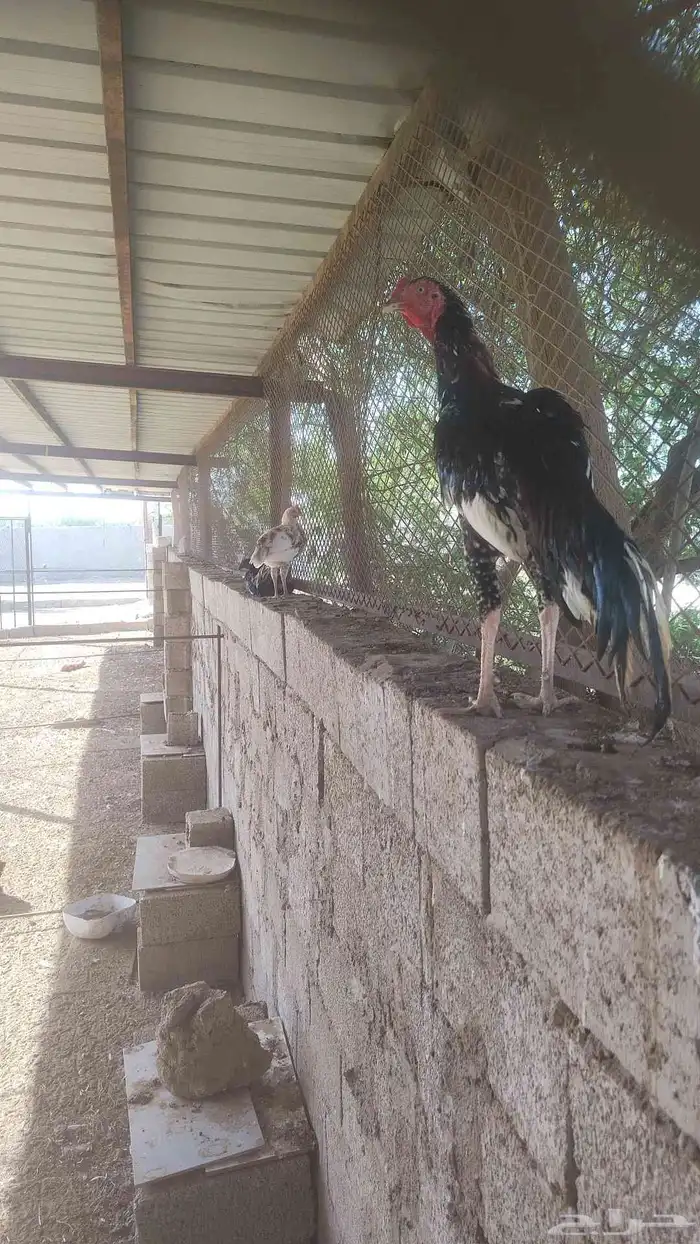 ديك سندي العمر 8 شهور 2