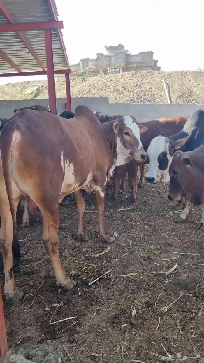 حسلان بلدي 1