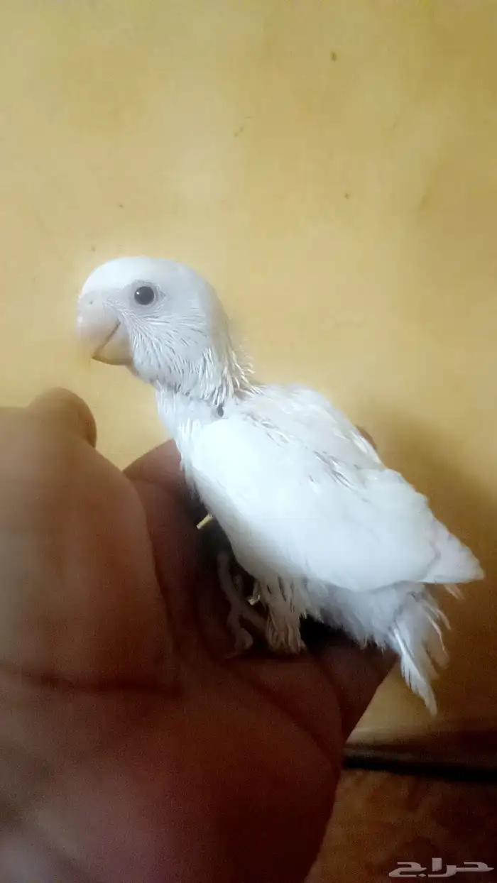 فرخ روز ( البينو ) 6