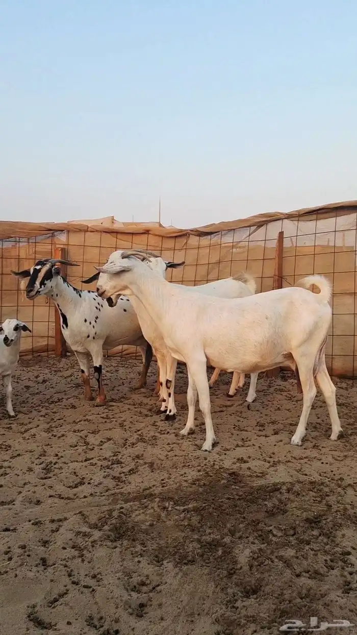 معزاء بيشيات صنف الصنف 7