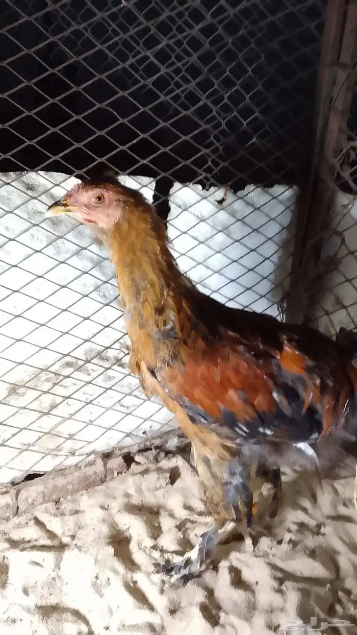 للبيع ديوك العداد 5 3