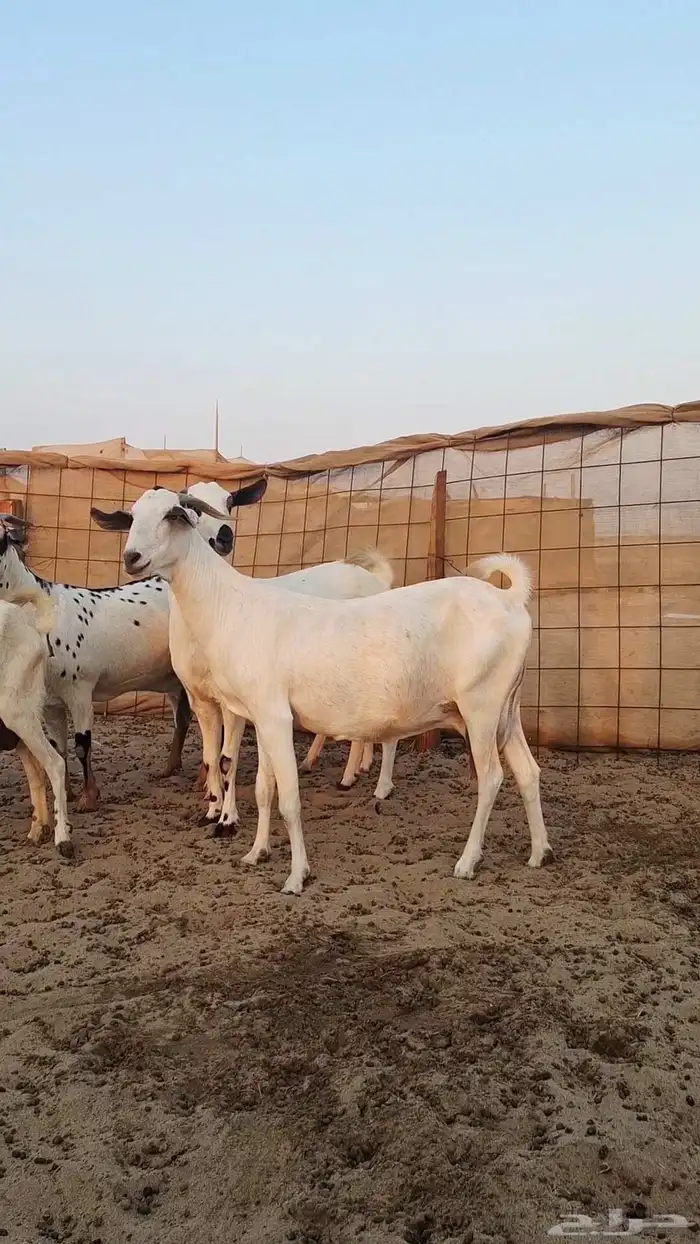 معزاء بيشيات صنف الصنف 3