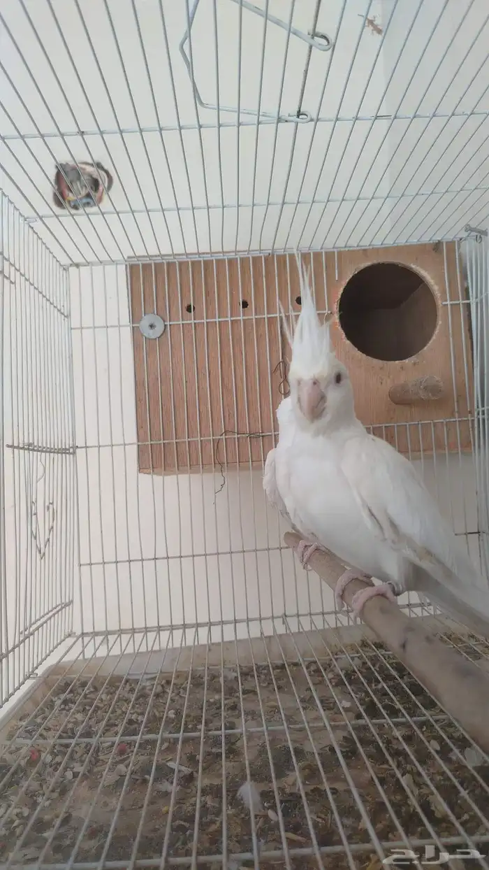 زوج كروان البينو عيون حمر 6