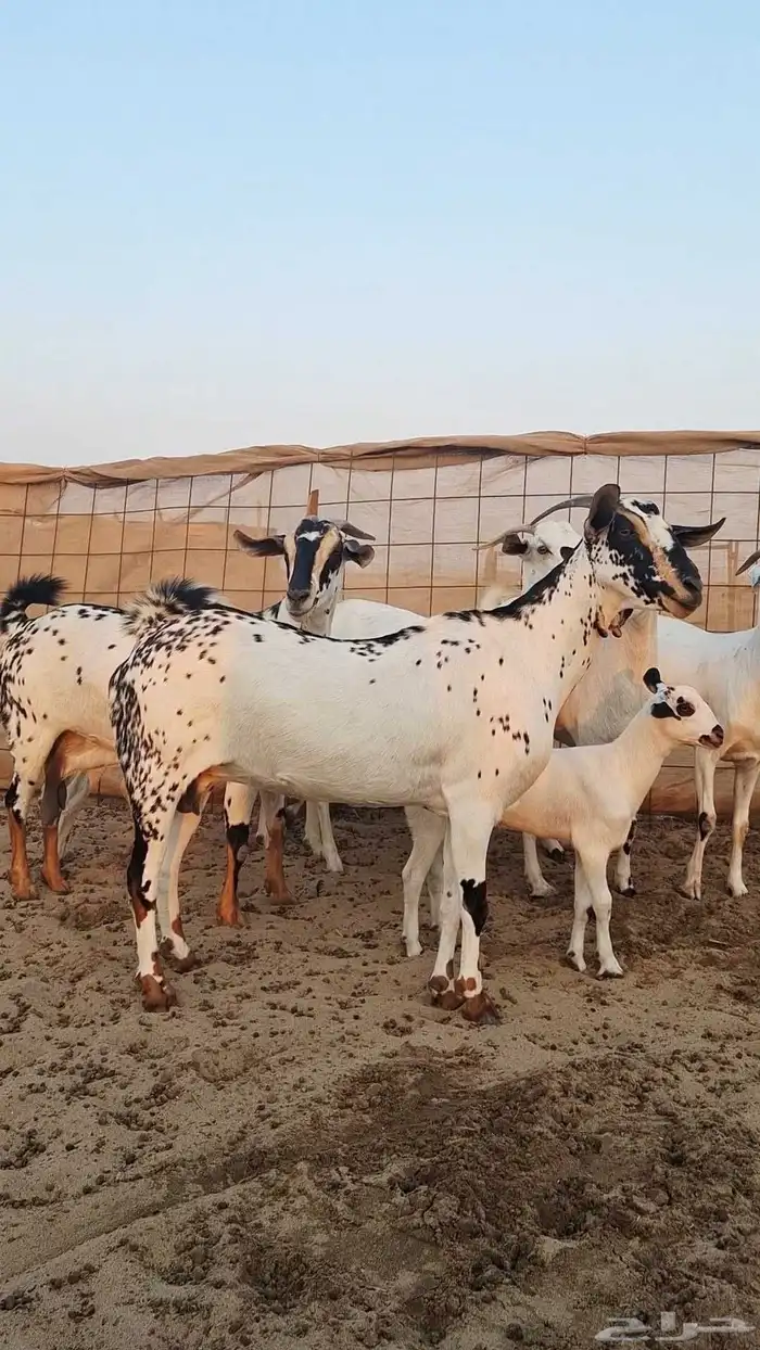 معزاء بيشيات صنف الصنف 0