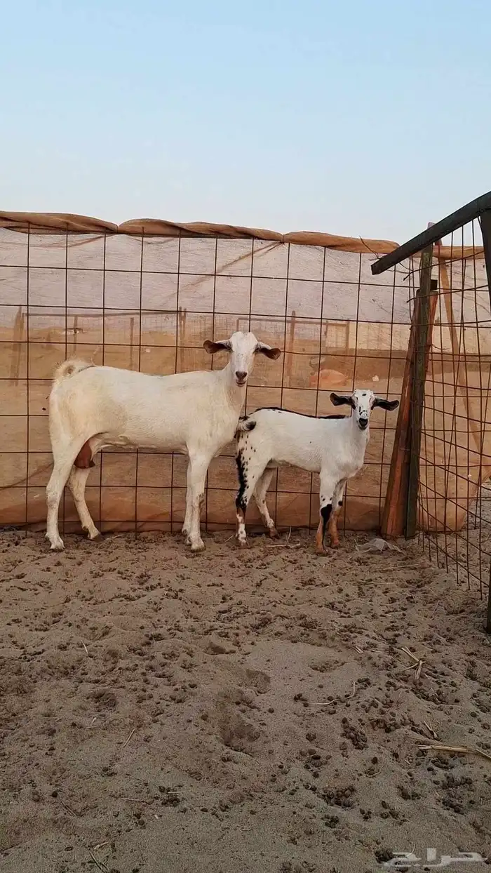 معزاء بيشيات صنف الصنف 8