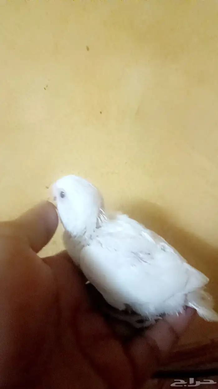 فرخ روز ( البينو ) 3