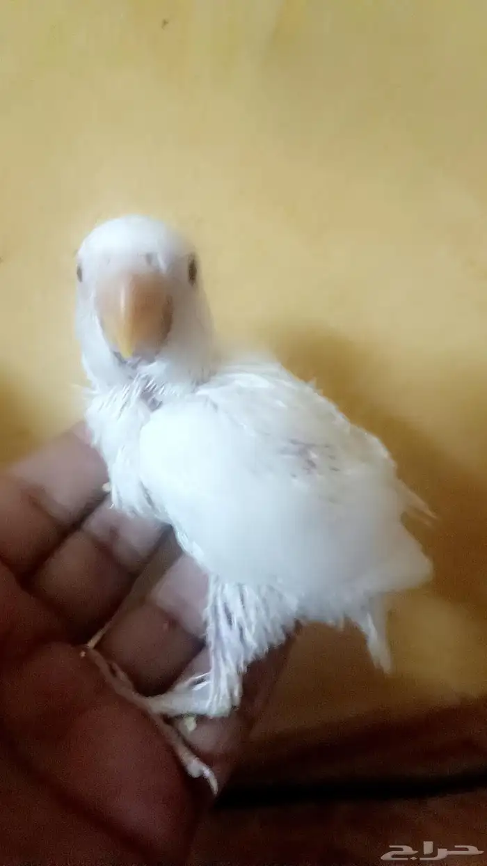 فرخ روز ( البينو ) 1