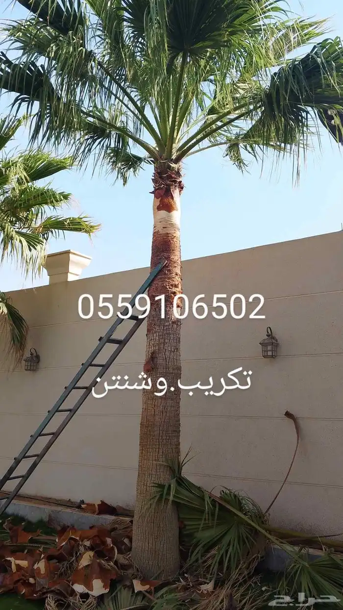 نحل قليلا نظيف.شجرت.قوس 7