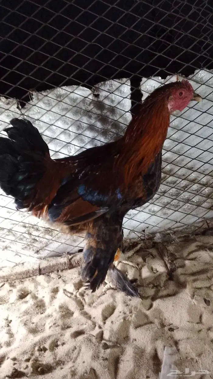 للبيع ديوك العداد 5 1