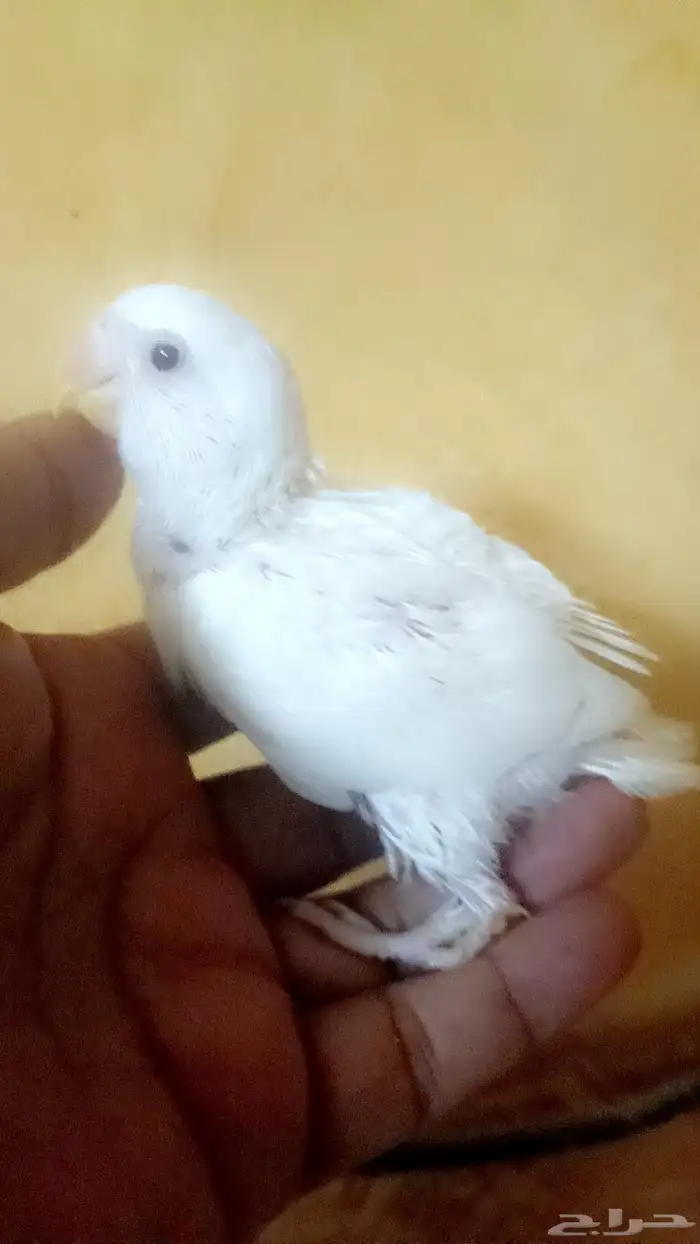 فرخ روز ( البينو ) 4