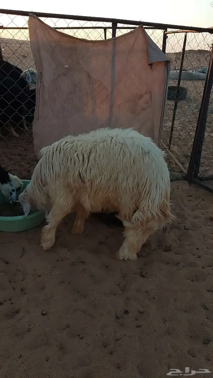 خروف نجدي عيسي ابيض للبيع عرض وجبر وفقره وزين الموقع تيماء 3