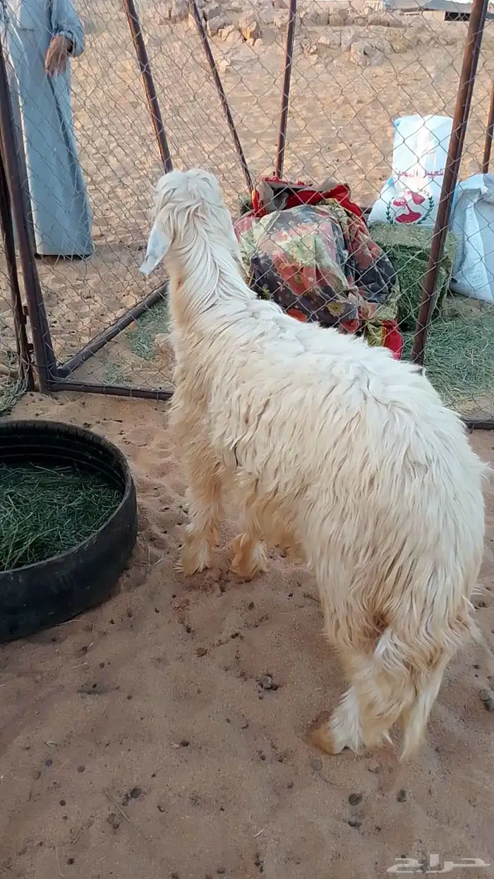 خروف نجدي عيسي ابيض للبيع عرض وجبر وفقره وزين الموقع تيماء 2
