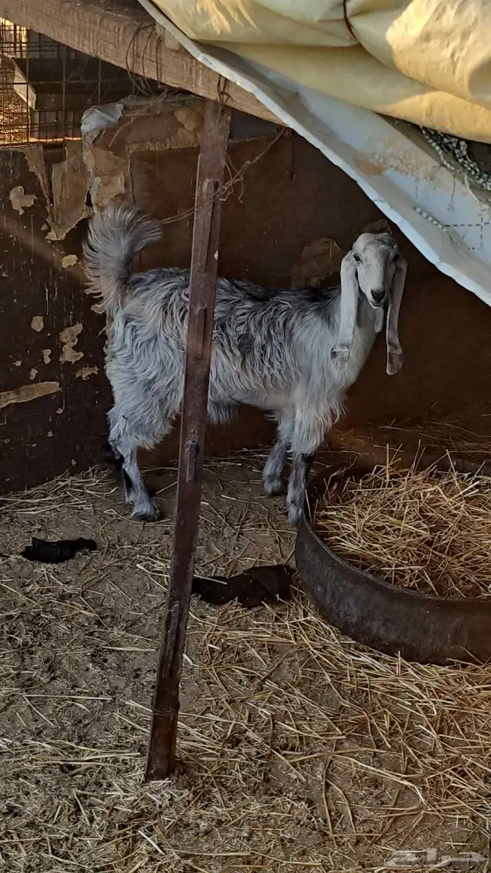 عدد 2 جفراات اعمارهن 5 شهور الا 6 شهور طيبات 0