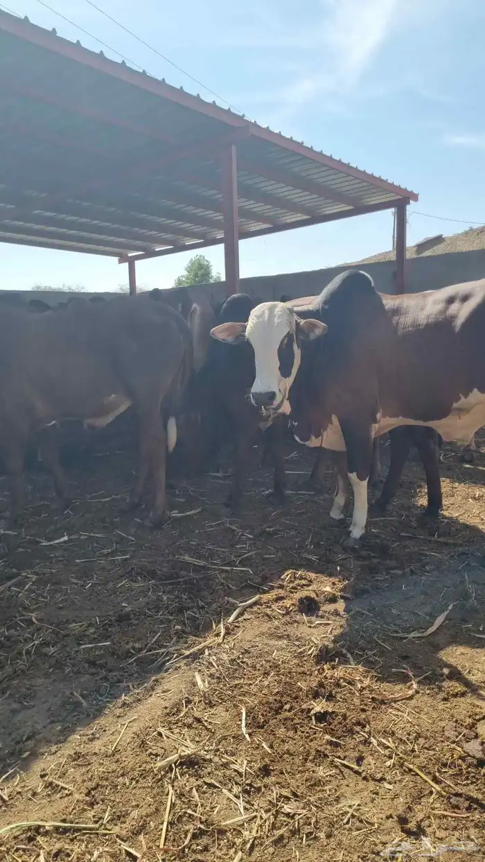 حسلان بلدي 0