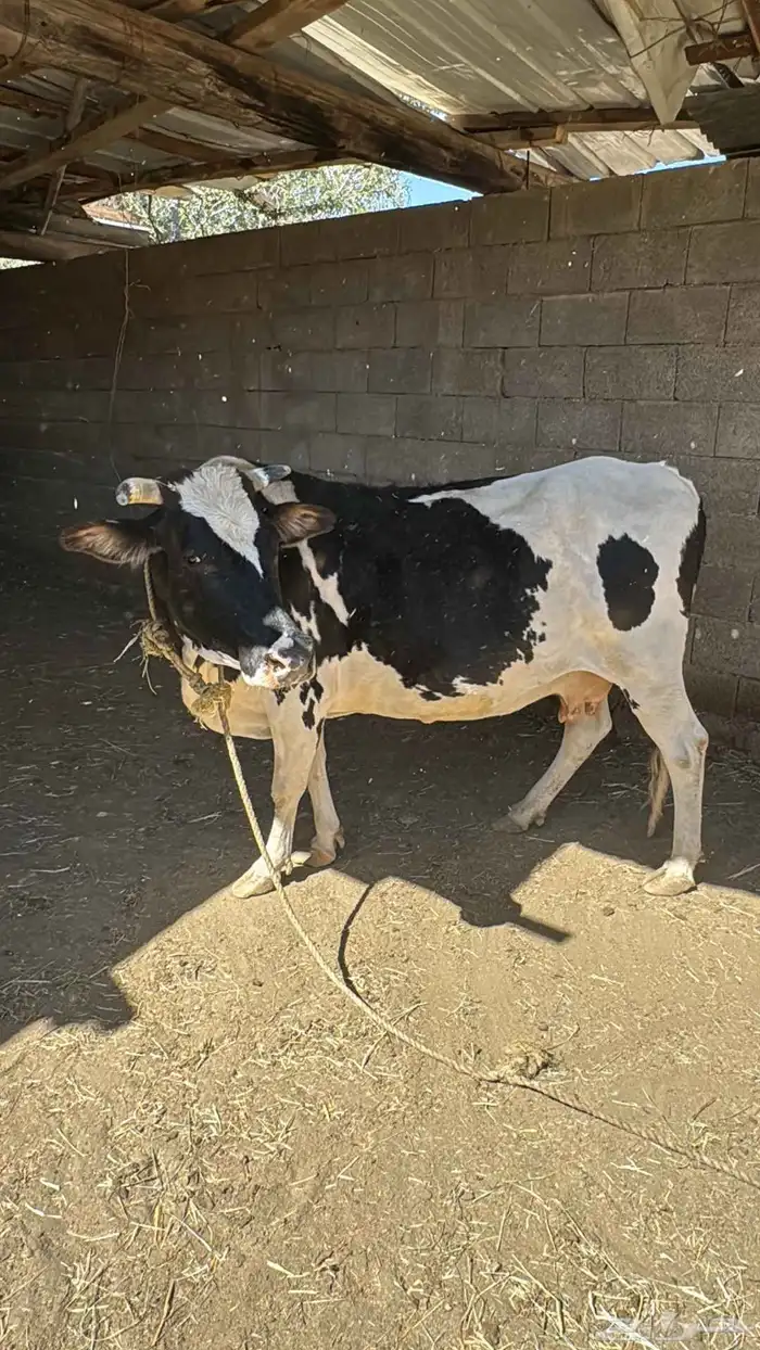 بقره هولندي للبيع 0