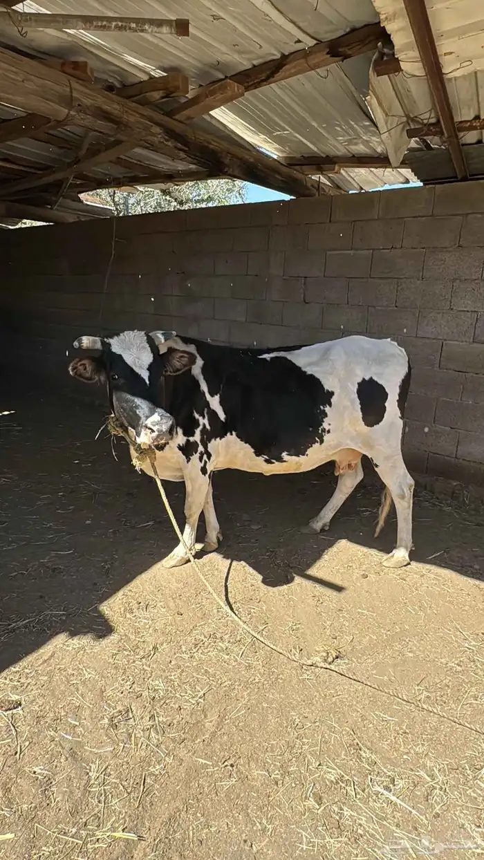 بقره هولندي للبيع 1