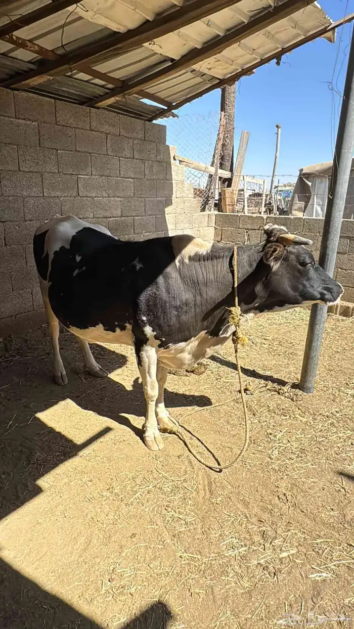 بقره هولندي للبيع 2