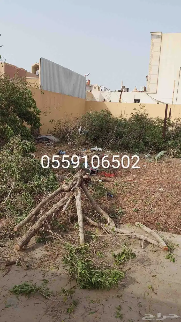 نحل قليلا نظيف.شجرت.قوس 9