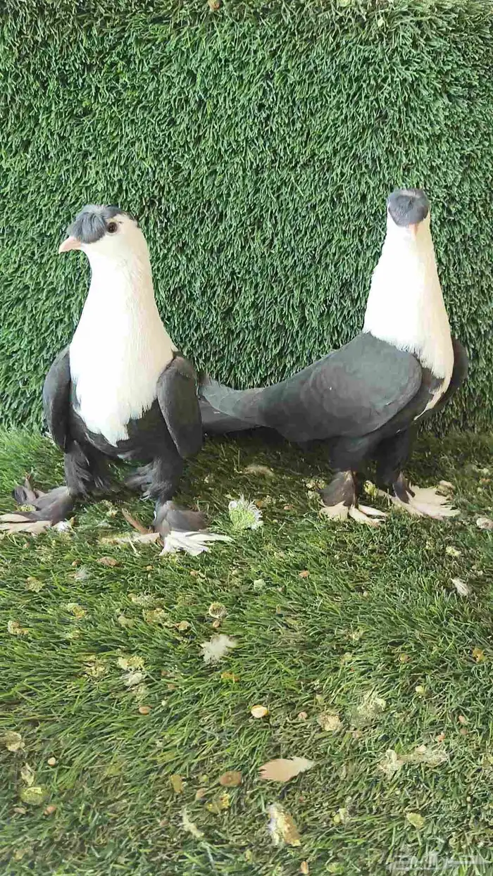 للبيع الموقع الرياض حمام شامي 1