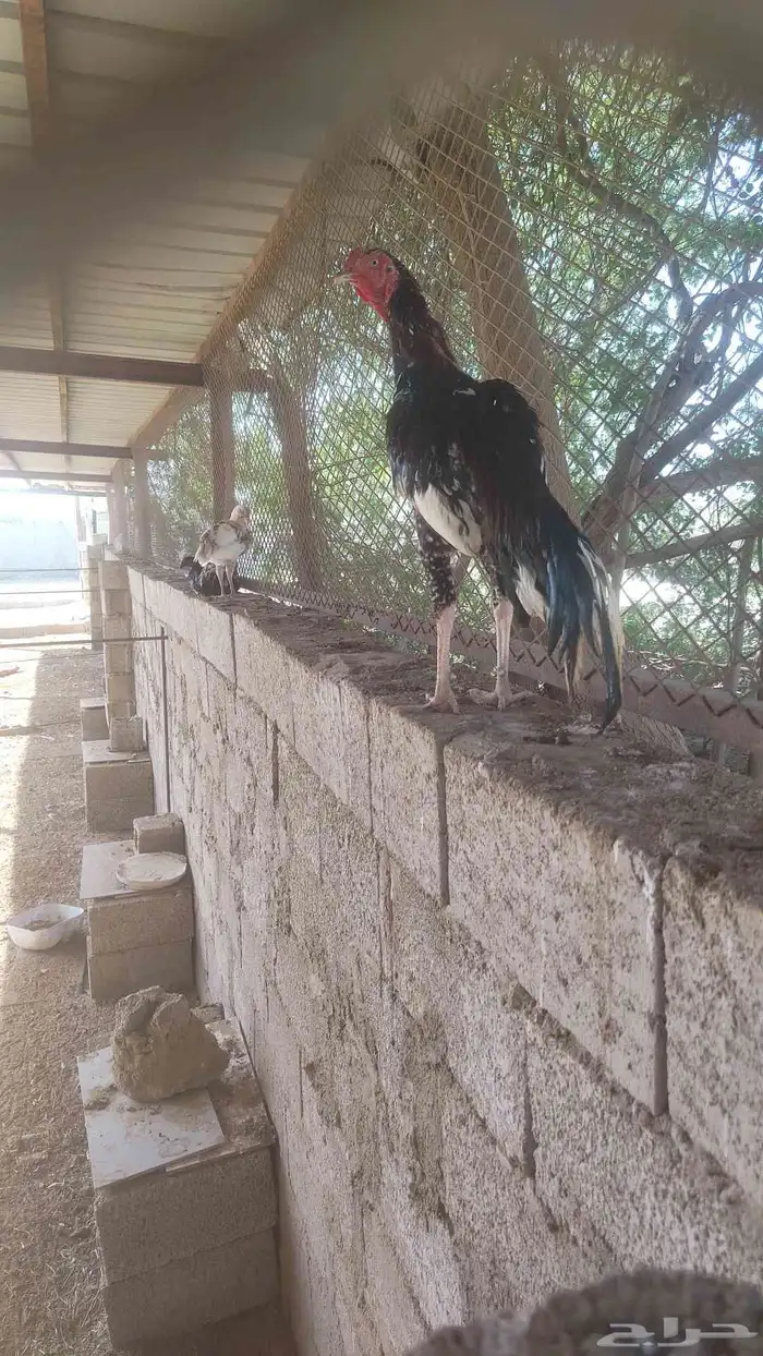 ديك سندي العمر 8 شهور 1