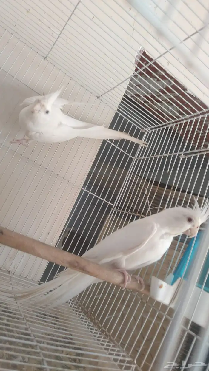 زوج كروان البينو عيون حمر 3