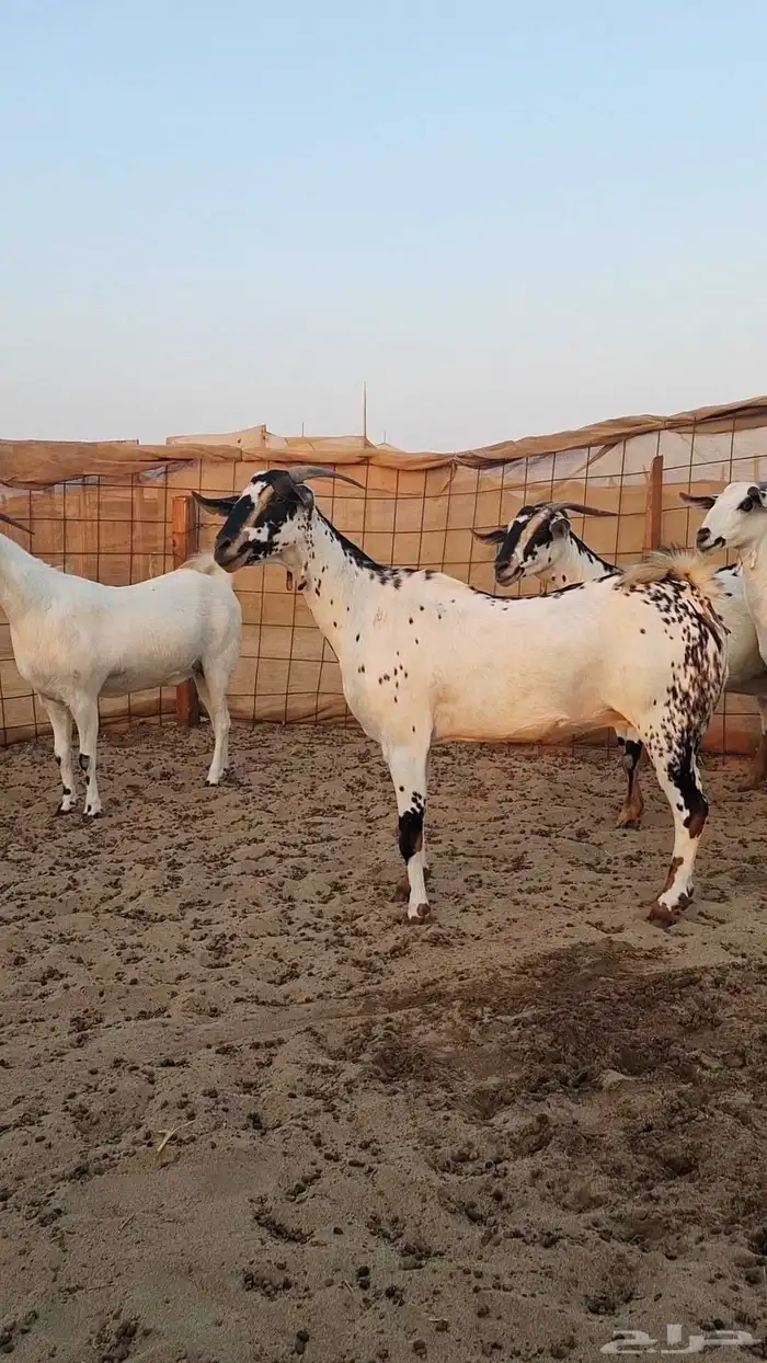 معزاء بيشيات صنف الصنف 6